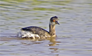 Cabussó collnegre (Podiceps nigricollis)