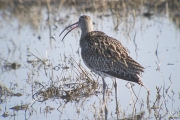 Becut (Nomenius arquata)