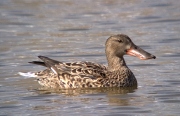 Anec Cullerot (Anas clypeata) Femella.