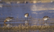 Tetol cuanegra (Limosa limosa)