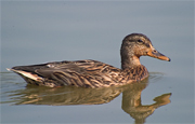 Anec collverd (Femella) Anas platyrhynchos)