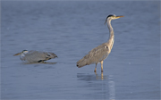Bernat pescaire (Ardea cinerea)