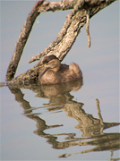 Cabusset (Tachybaptus ruficollis)