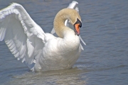 Cigne mut (Cygnus olor)