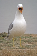 Gavia argentat. (Larus cachinnans)