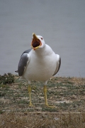 Gavia argentat. (Larus cachinnans) II