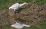 Esplugabous (Bubulcus ibis)