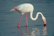 Flamenc (Phoenicopterus ruber)