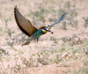 Abellerol ( Merops apiaster)