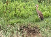 Agró Roig. (Ardea purpurea)