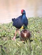 Polla blava + Anec collverd (Porphyrio porphyrio)