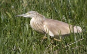 Martinet Ros (Ardeola ralloides)