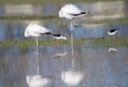 Flamenc i Cames Llargues (Ph.Ruber i Himantopus)