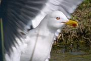 Gavia Argentat ( Larus cachinnans )