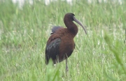 Capó reial (Plegadis falcinellus)