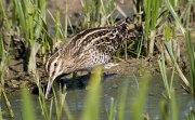 Becadell (Gallinago gallinago)