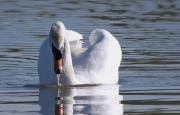 Cigne Mut (Cygnus olor)