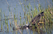 Agró roig (Ardea purpurea) 1 de 3