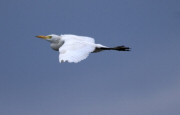 Esplugabous (Bubulcus Ibis)