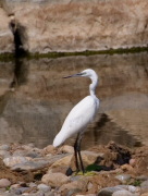 Martinet Blanc (Egretta garzetta)