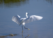 Martinet Blanc (Egretta garzetta)