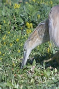 Martinet ros. (Ardeola ralloides)