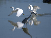 Martinet Blanc + Bernat pescaire (Egretta + Ardea)