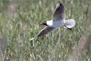 Gavina vulgar (Larus ridibundus)