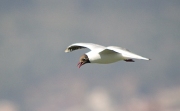 Gavina vulgar (Larus ridibundus)