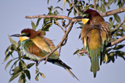 Abellerol (Merops apiaster)