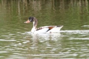 Anec Blanc (Tadorna Tadorna)