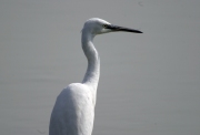 Martinet blanc ( Egretta Garzetta )