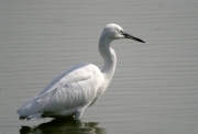 Martinet Blanc (Egretta Garzetta)