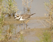 Corriol petit ( Charadrius Dubius )