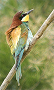 Abellerol (Merops apiaster)