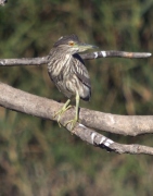 Martinet de Nit (Jove).Nycticorax nycticorax.