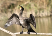 Corb Marí Gros ( Phacrocorax carbo)