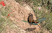 Abellerol (Merops apiaster)