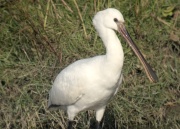 Becplaner (Jove) Platalea leucorodia.