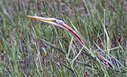 Agró roig (Ardea purpurea)