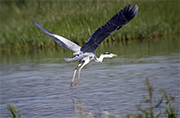 Bernat Pescaire (Ardea cinerea)