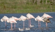 Flamenc (Phoenicopterus ruber)