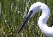 Martinet blanc (Egretta garzetta)