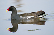 Polla d'aigua (Gallinula chloropus)