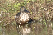 Ànec cullerot (Anas clypeata)