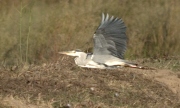 Bernat Pescaire. (Ardea cinerea)