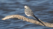 Cuereta Vulgar (Motacilla alba)