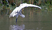 Martinet blanc (Egretta garzetta)