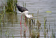 Cames llargues (Himantopus himantopus)