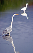 Bernat pescaire (Ardea cinerea)